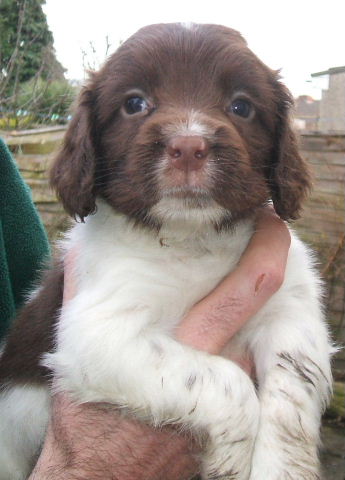 puppy spaniel for sale