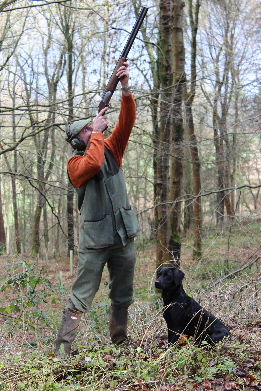 working cocker spaniel