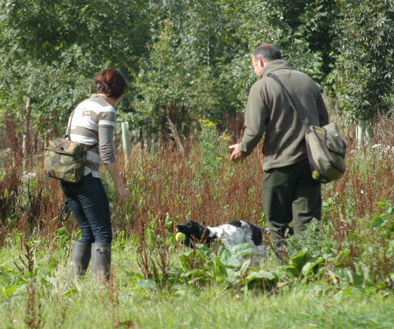 spaniel training