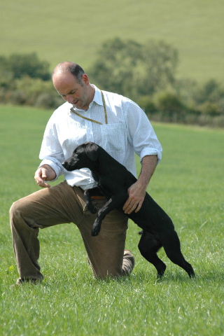 labrador retriever training