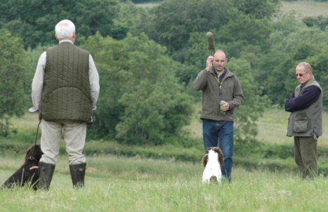 basic spaniel training